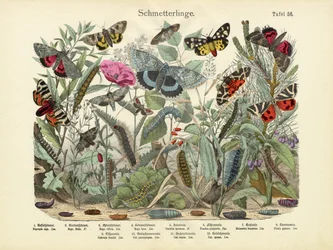 Mariposas, c.1860